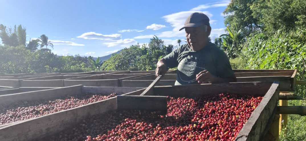 Hombre trabajando en un secado de granos de café al aire libre, bajo un cielo despejado y rodeado de vegetación.