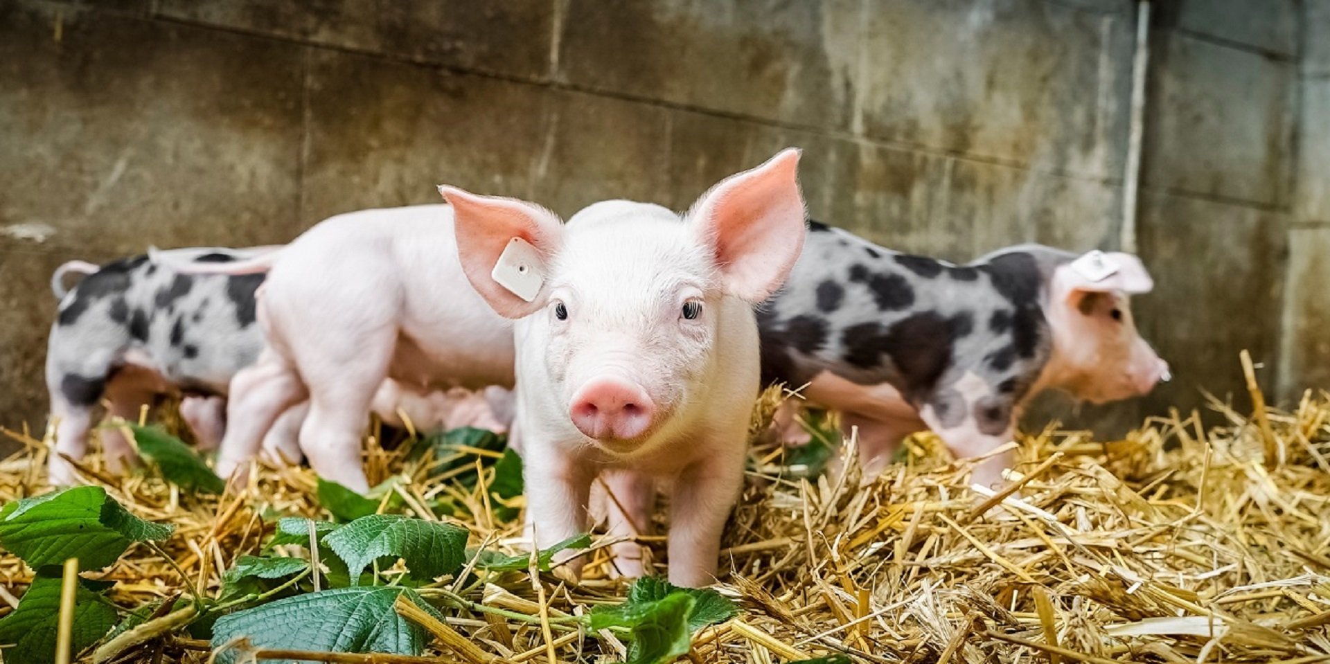 benessere animale allevamento