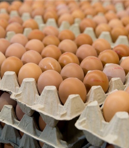 Eggs on cardboard