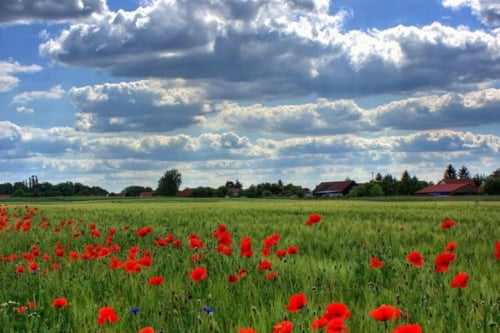 campo papaveri