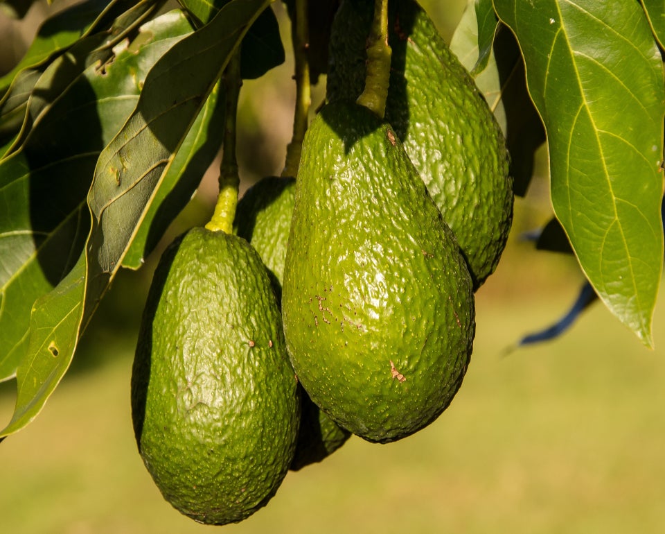 Aguacates verdes colgando de un árbol con hojas grandes y fondo desenfocado.