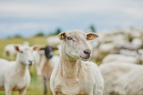 Witte schapen staan samen in een groene weide