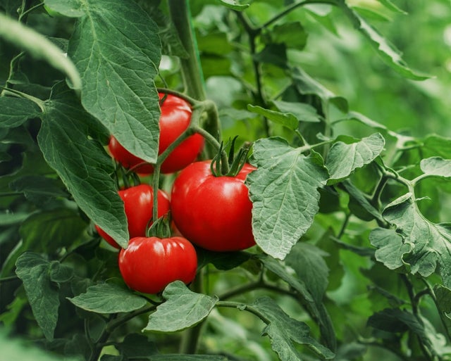 Kiwa Sativa | Tomates com o rótulo ZERYA®