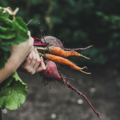Organic food
