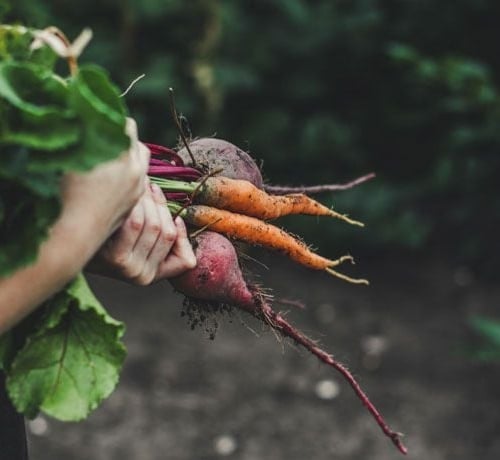 Carrots and beets