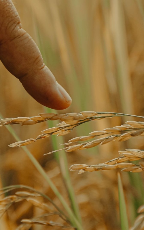 Wheat