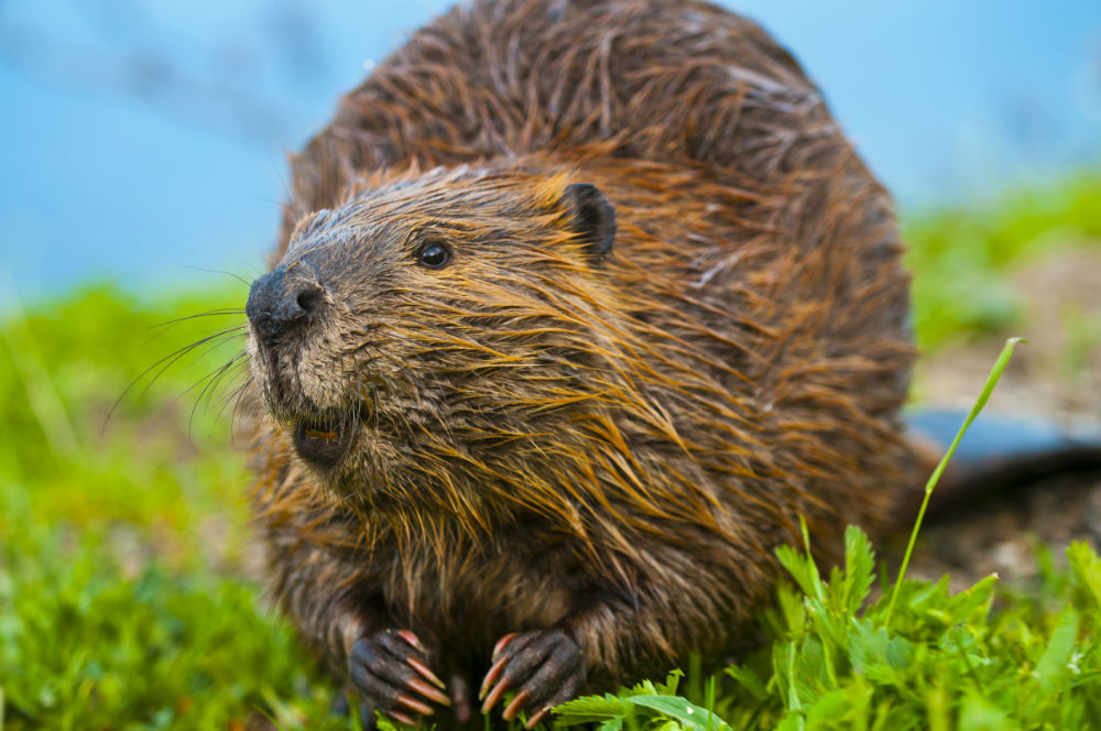 Beaver_in_grass.jpg
