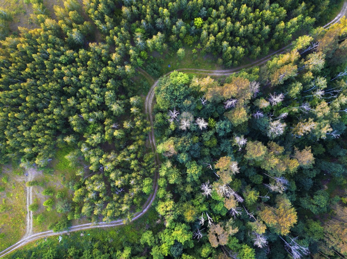 Aerial view of a dense forest with a winding dirt path and patches of clearing.