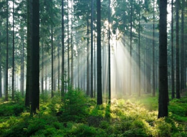 Sunlight in the woods