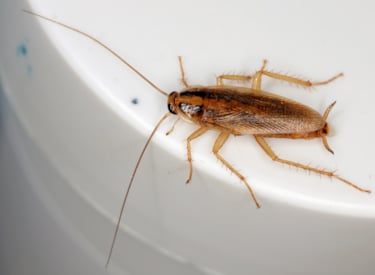German Cockroach